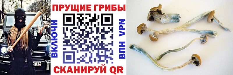 Купить Белореченск Галлюциногенные грибы Psilocybe